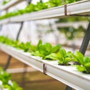 Glen Valley Agric Incubator