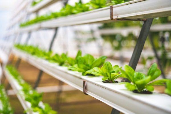 Glen Valley Agric Incubator